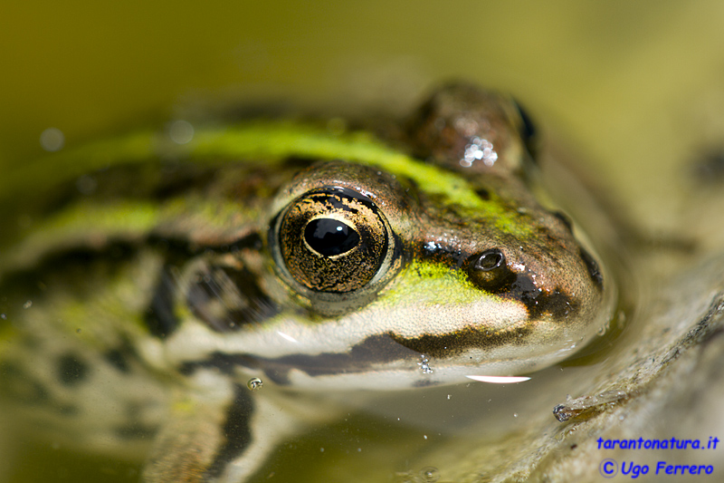 Qualche rana confidente... Pelophylax (anche) bergeri (TA)